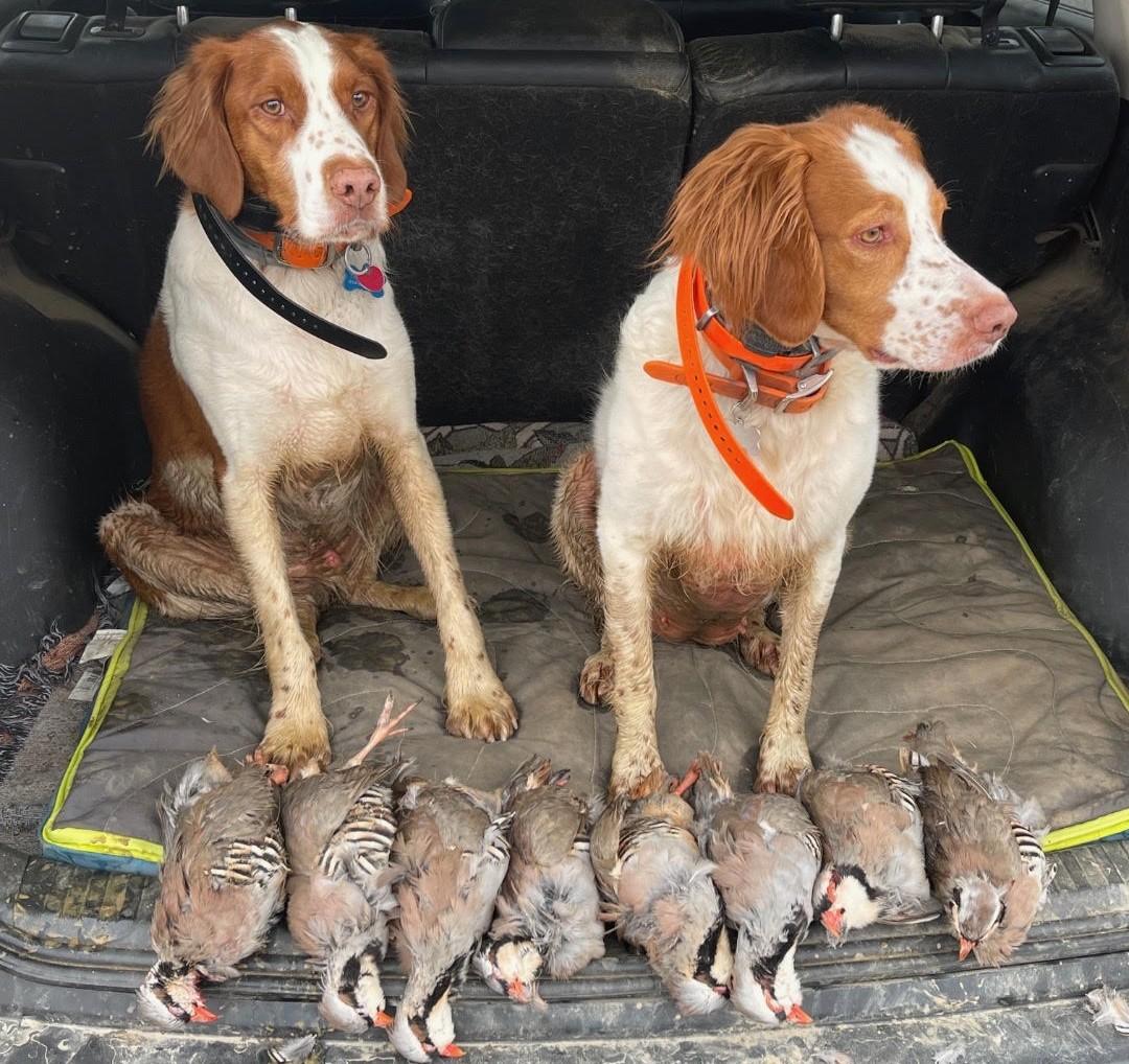 Dog of the Month