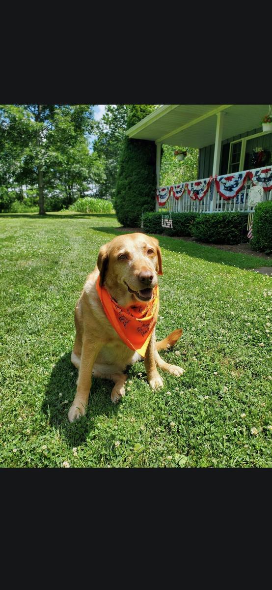 Dog of the Month