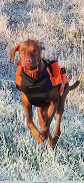 Dog of the Month
