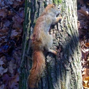 The Squirrel Master strikes again. Undisclosed location in Erie County.