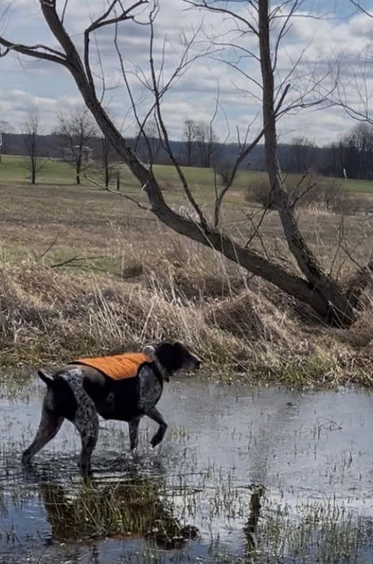 Dog of the Month